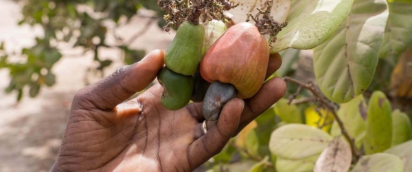 Cashew-production-processing-export-and-market-trends-in-Africa Cashew-production-processing-export-and-market-trends-in-Africa